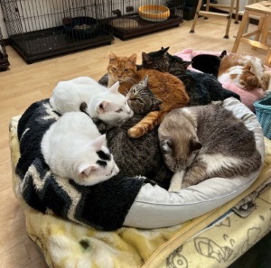 保護猫たちの様子