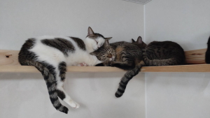 ネコハウスで暮らす猫たち